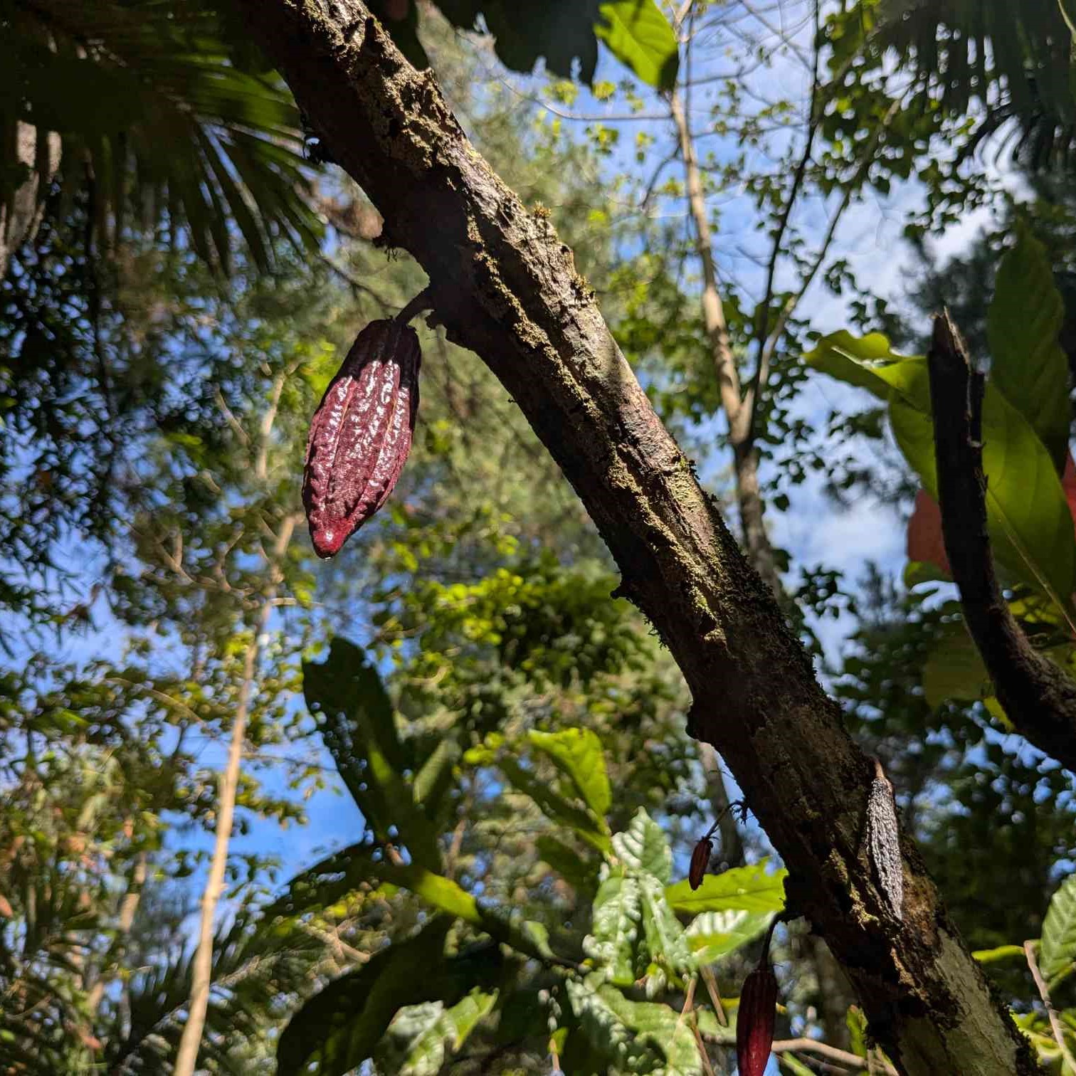 Image of cacao tree