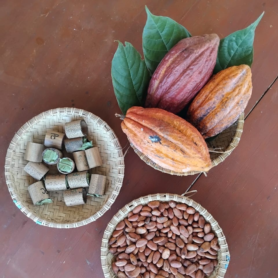 Different stages of chocolate