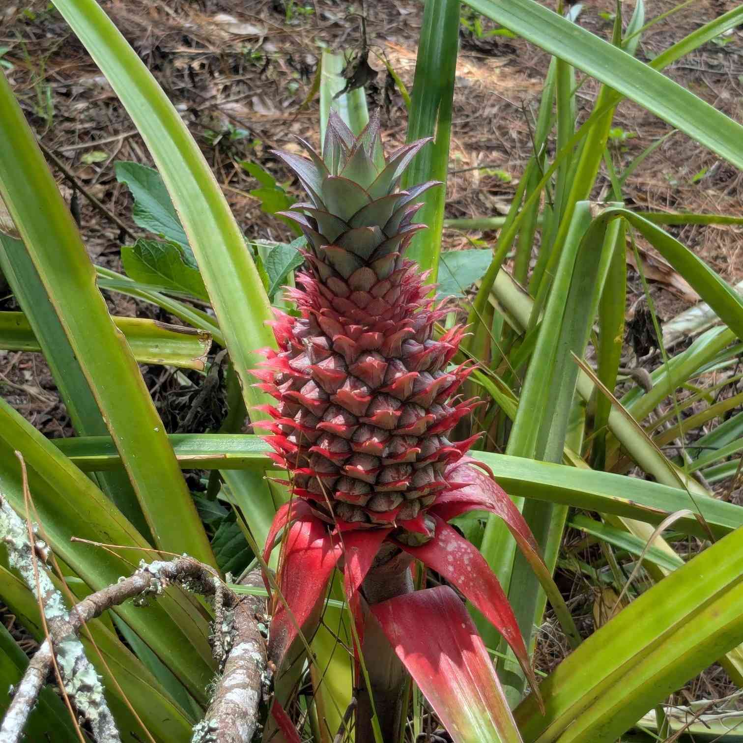 Pineapple plant